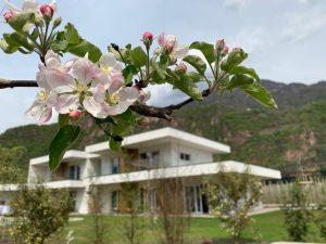 Pitla Cuna - Terlano - Bolzano - Meleti in fiore