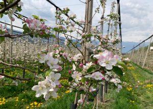 Pitla Cuna - Terlano - Bolzano - Meleti in fiore